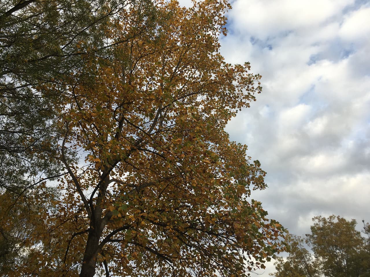 https://cloud-5buns6c71.vercel.app/0image_from_ios.jpg