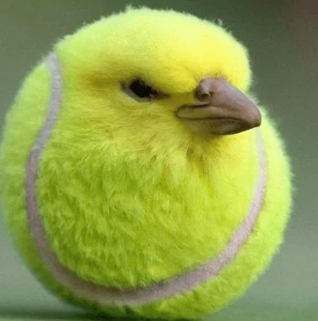 https://scrapbook-into-the-redwoods.s3.us-east-1.amazonaws.com/cb8b3c20-3f13-49af-9778-184bd7ad2dc4-tennis-bird-discuss-v0-bjc7fzt9jnje1.png https://scrapbook-into-the-redwoods.s3.us-east-1.amazonaws.com/cb8b3c20-3f13-49af-9778-184bd7ad2dc4-tennis-bird-discuss-v0-bjc7fzt9jnje1.png